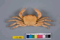 藏品(拉氏明溪蟹)的圖片